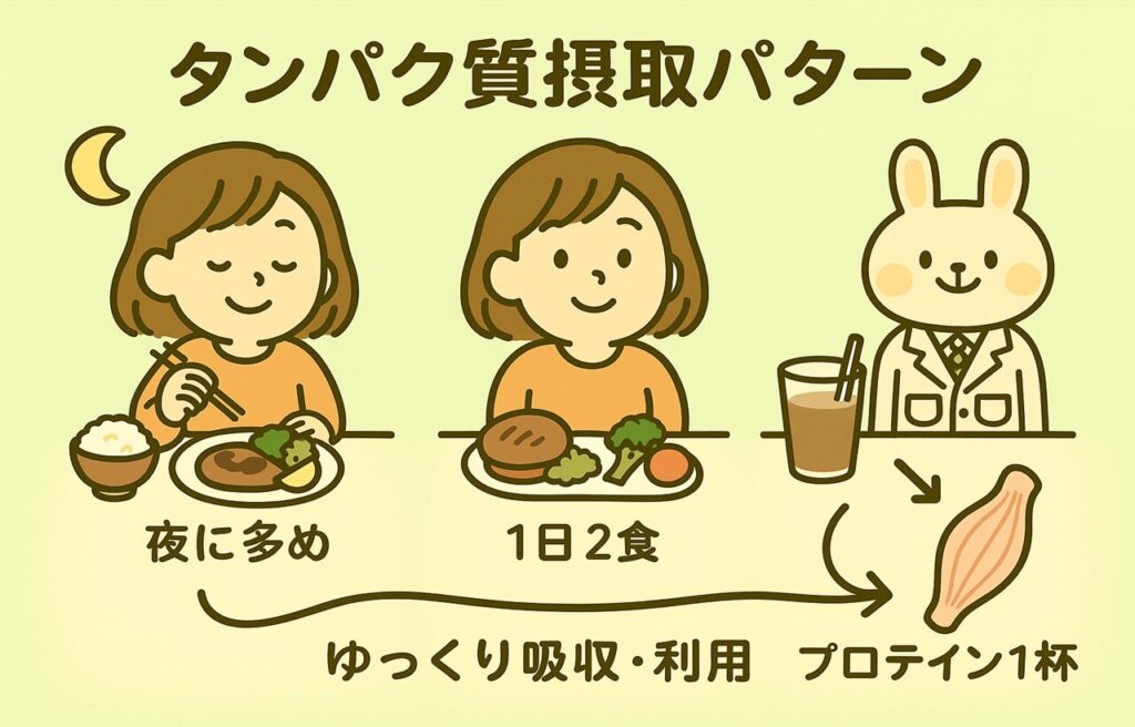 タンパク質摂取パターンを示すイラスト。左は「夜に多め」と書かれたプレートで夕食をとる女性、中央は「1日2食」と書かれたバランスのよい食事をする女性、右は白衣を着たうさぎキャラがプロテインと筋肉の図を指し示し、「ゆっくり吸収・利用」という流れを示している。